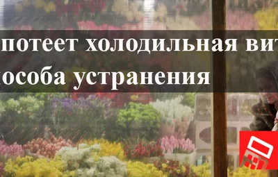 Почему потеет холодильная витрина и три способа устранения